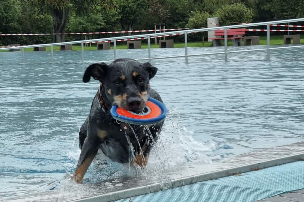 schwarzer Hund mit Frisbee rennt aus dem Becken im Dallenbergbad