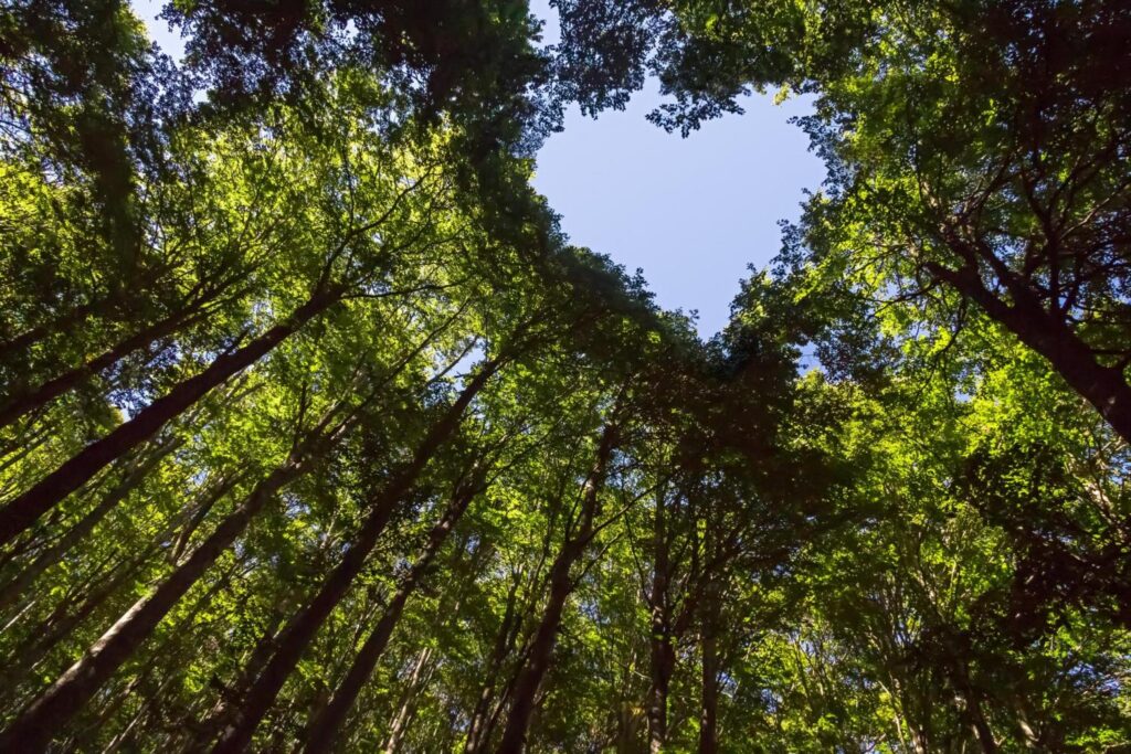 3.800 Bäume stehen dank der WVV Baumpflanzaktion bereits im Würzburger Stadtwald bei Heidingsfeld. Foto: Adobe Stock: J.M. Image Factory